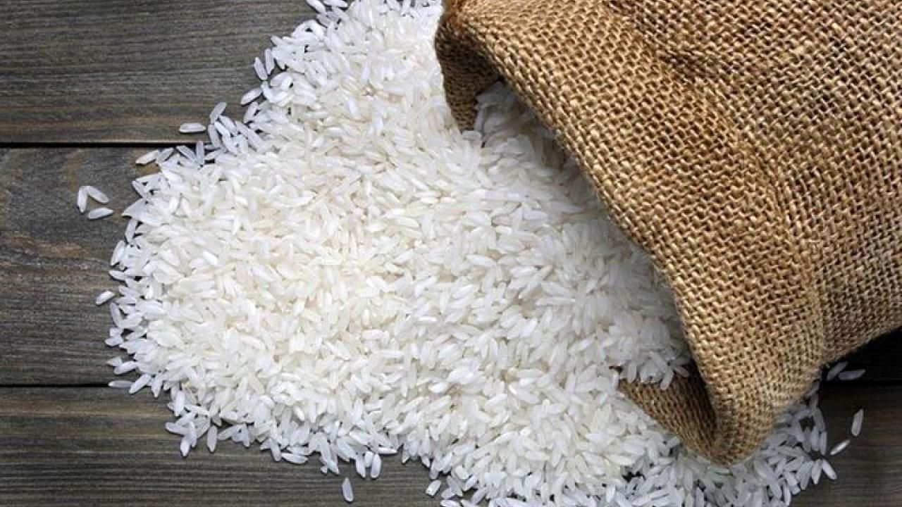 برنج کامفیروز؛ طلای سفید شهرستان کامفیروز